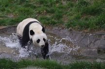 Ticket reservation for Chengdu Giant Panda Breeding Base