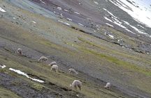 Rainbow Mountain (Palccoyo) By Car 