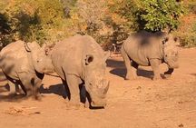 Game Drive and Rhino Walk