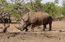 Game Drive and Rhino Walk