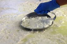 Cheesemaker for a day & visit to the dairy