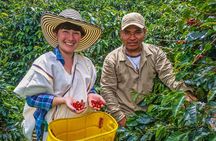 Cali: Coffee Tour - Discover the secrets of 100% Colombian coffee