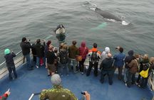 Newfoundland Puffin and Whale Watch Cruise