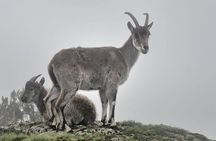 Simien Mountains – 4 Days