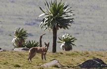 Simien Mountains – 4 Days