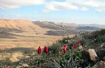 Ramon Crater Jeep Tour from Mitzpe Ramon