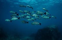 PADI Discover Scuba Diving in Sayulita No Certification Needed