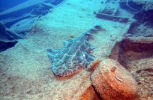 2 Dive Package for PADI Qualified Divers in Gran Canaria