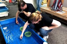 Yamato-Koriyama Castle and Goldfish Small-Group Tour from Nara