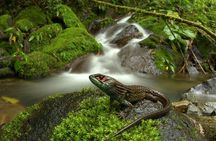 Manu Jungle Tour (4 Days)