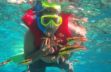 Premium Family Snorkeling Experience