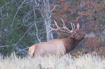 Grand Teton National Park - PRIVATE Full-Day Tour from Jackson Hole