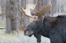 Grand Teton National Park - PRIVATE Full-Day Tour from Jackson Hole