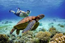 Full Day Canyoning and Whaleshark Adventure from Cebu City or Mactan Area