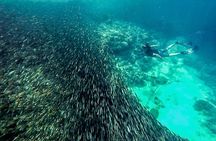 Full Day Canyoning and Whaleshark Adventure from Cebu City or Mactan Area