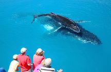 Hervey Bay Whale Watching Cruise