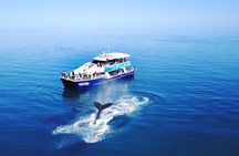 Hervey Bay Whale Watching Cruise