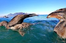 Ocean Safari