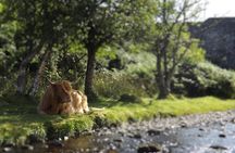 A taste of Scotland Full-Day Private Tour 