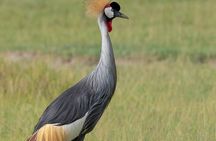 5 Days Affordable Budget Safari to Northern Tanzania