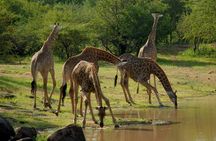 Serengeti, Ngorongoro and Manyara| 4 Days Camping Safari From Arusha