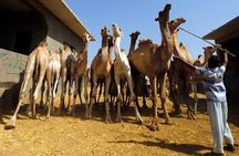 Unusual Tour To The Camel Market Of Birqash