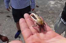2-hour Shelling Boat Tour in the 10,000 Islands