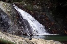 Birdwatching, Waterfall, Rainforest and Island Nature Tours