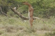 Serengeti national Park, ngorongoro conservation area 3 days two nights