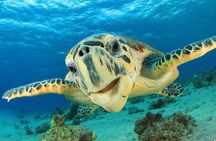 Watch turtles lay their eggs