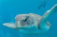 Tenerife by Kayak Adventure in small group 