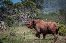 South Africa. Cape Town Best Of Aquila Safari Fullday Tour