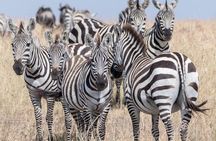 South Africa. Cape Town Best Of Aquila Safari Fullday Tour