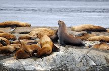 Vancouver Island Zodiac Whale Watching Adventure - Telegraph Cove