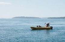 Vancouver Island Zodiac Whale Watching Adventure - Telegraph Cove