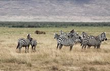 Cape Town Tour, Aquila Safari Game Reserve Overnight + Transport 