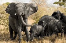 Cape Town Tour, Aquila Safari Game Reserve Overnight + Transport 