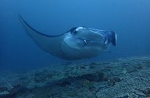 Two boat dives trip
