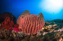 Two boat dives trip