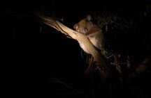 Sunset Nocturnal Adventure Tour