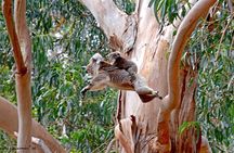 Guided Koala Walk and Bushfire ecology tour