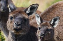 Guided Koala Walk and Bushfire ecology tour