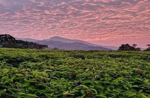 Private Custom Tour: Munnar tea estate Sightseeing with guide