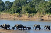 Victoria Falls : Chobe National Park Day Trip with (Buffet) Lunch