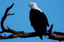 Victoria Falls : Chobe National Park Day Trip with (Buffet) Lunch