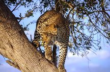 3 Days Maasai mara Private safari