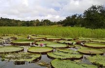 Amazon and Negro Rivers Experience with Night Exploration Tour
