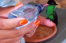 Rocklands Bird Sanctuary & City Highlights plus Shopping from Montego Bay