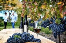 Visit 1 Cheese Factory and 2 Vineyards, starting from Querétaro