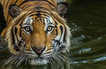 Private 2-Day Tour to Ranthambhore Tiger Safari from Jaipur